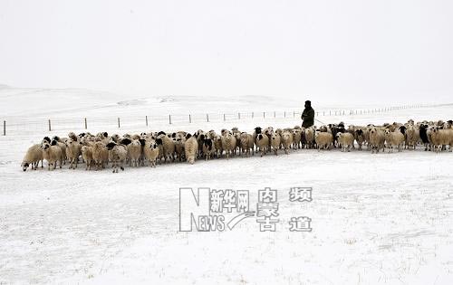 持续低温降雪内蒙古克什克腾旗再次遭受雪灾