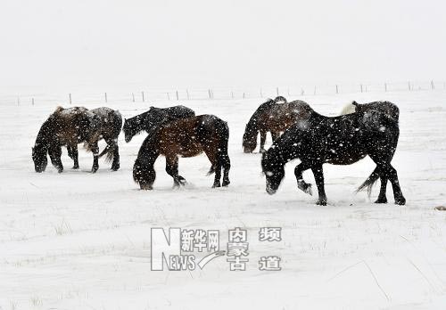 持续低温降雪内蒙古克什克腾旗再次遭受雪灾