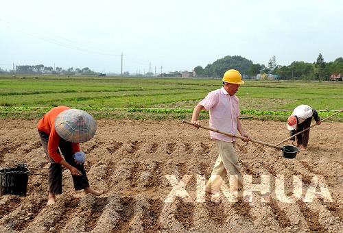 广西各地群众积极抗旱抢种