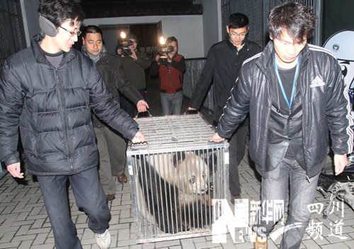 大熊猫“苏苏”返回成都老家