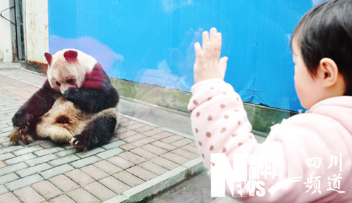大熊猫“苏苏”返回成都老家
