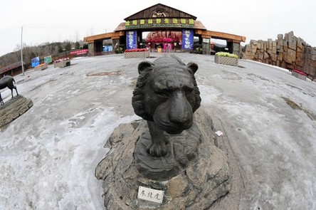 沈阳野生动物园11只东北虎营养不良死亡
