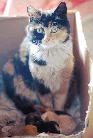 公猫生下3只小猫轰动乡邻 专家称闻所未闻(图)