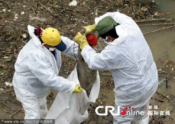 杭州钱塘江打捞出550头死猪尸体