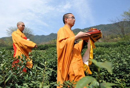 杭州僧人开摘“法净禅茶”