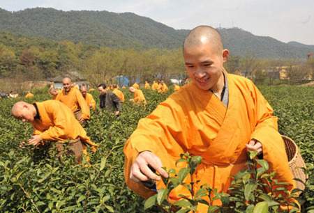杭州僧人开摘“法净禅茶”