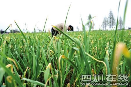 四川彭州18米深井因干旱见底(组图)