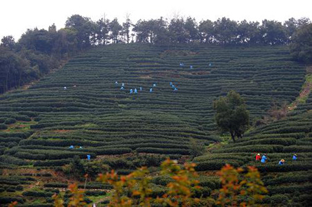 西湖龙井新茶进入采摘期