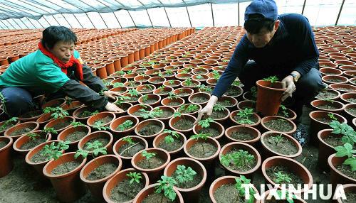 天津：盆栽西洋参技术获得成功