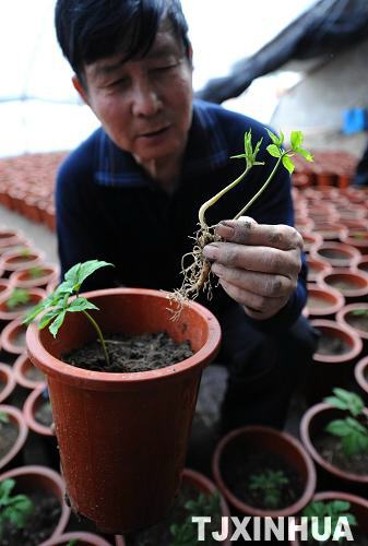 天津：盆栽西洋参技术获得成功