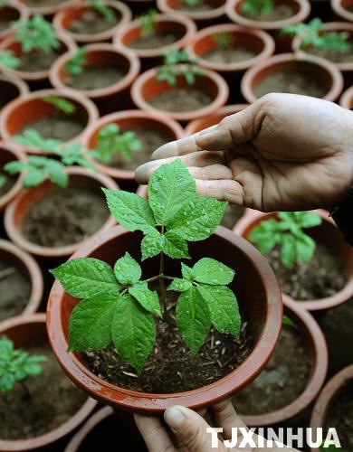 天津：盆栽西洋参技术获得成功