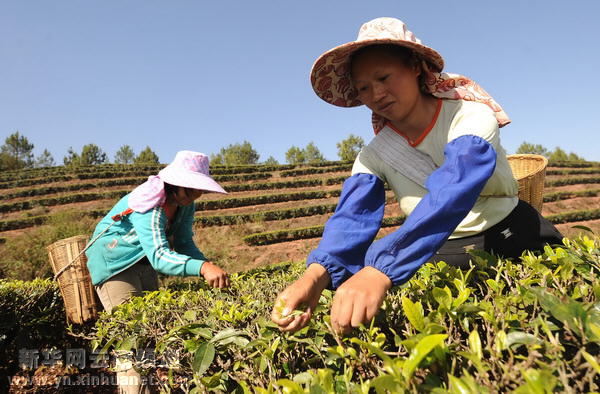哈尼族群众抗旱自救采茶忙