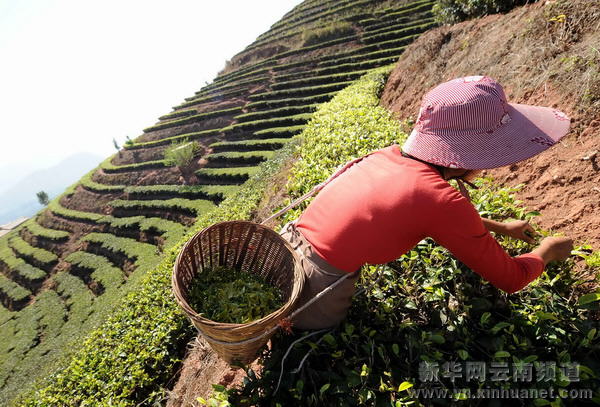 哈尼族群众抗旱自救采茶忙
