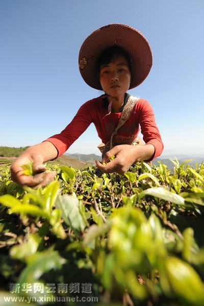 哈尼族群众抗旱自救采茶忙