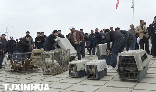 天津放飞珍稀候鸟