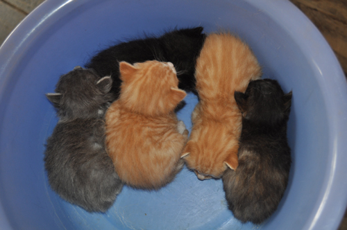 5只可爱的小猫咪 您愿意收养吗？