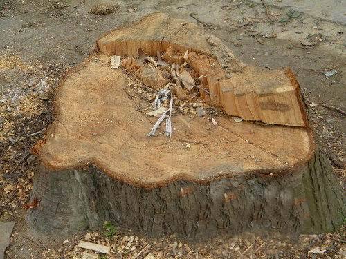 丹江口园林局违规下达砍伐令 45棵大树遭殃