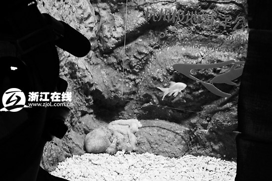 杭州极地海洋公园:“保罗帝”没来“保罗弟”来了