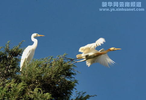 大理绿化环境白鹭增多