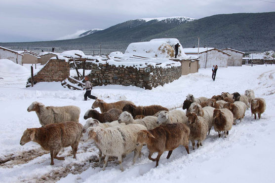新疆哈密北部草原普降中雪