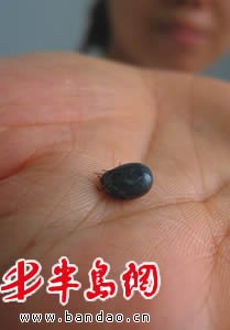 卫生部发布“蜱的特点及预防控制知识”