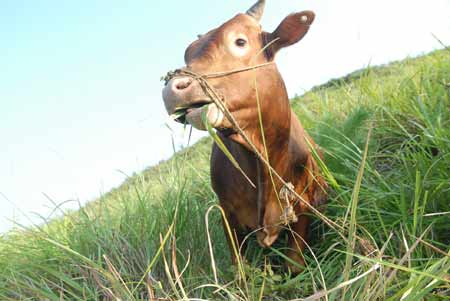 新晃黄牛肉获得国家地理标志产品保护