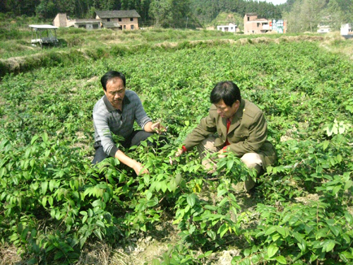 湖南隆回县培育出适应低海拔种植的金银花苗木