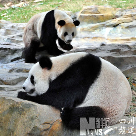 卧龙6只大熊猫月底赴广州助威亚运