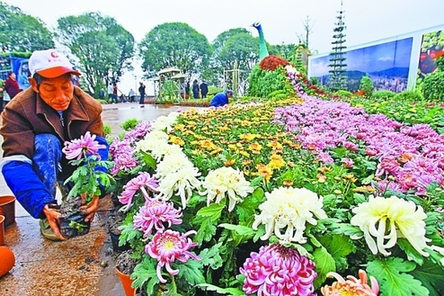 60万盆菊花亮相北鸿恩寺森林公园