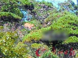 江西三清山管委会称疑似老虎照不可能造假(图)