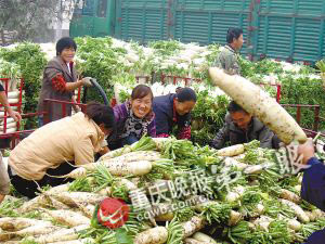 记者追踪萝卜8小时:出土价9角 上市卖3元(图)