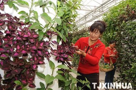 天津高端科技发展农业