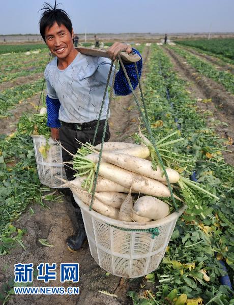 萝卜的“涨价路”