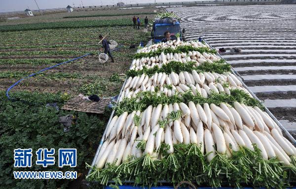 萝卜的“涨价路”
