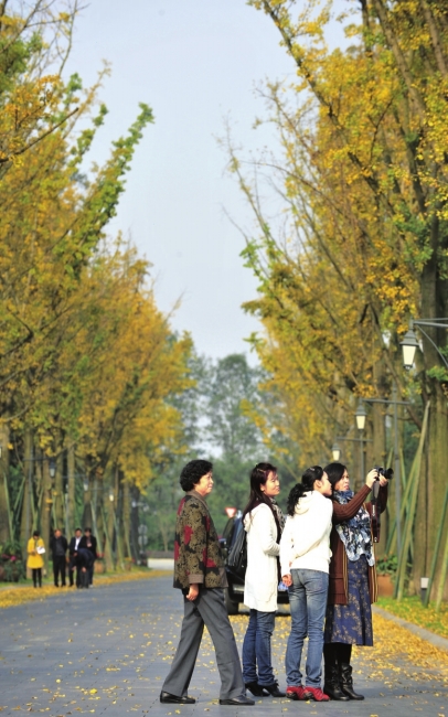成都银杏落叶只拣不扫 美景可欣赏至下月初