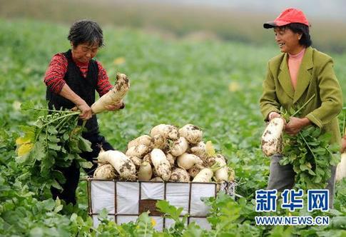 农副产品涨价态势初步遏制 稳物价仍面临三大难题