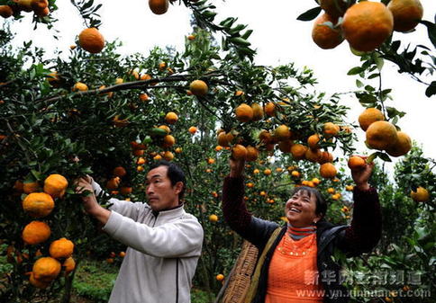 云南罗平抗旱水果获丰收