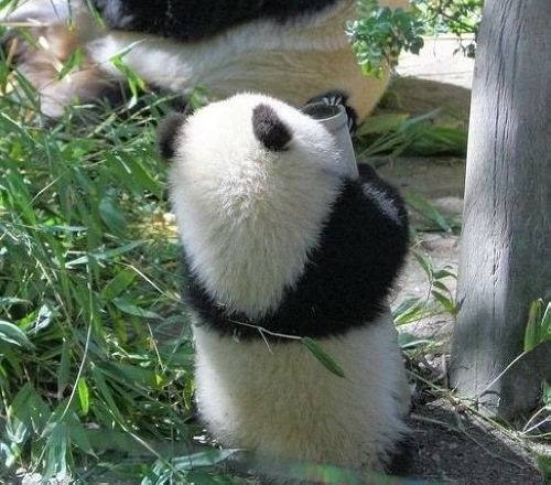 开心一笑！各种各样的熊猫囧照