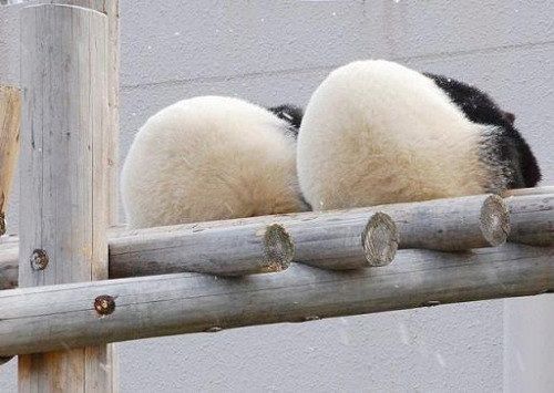 开心一笑！各种各样的熊猫囧照