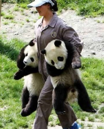 开心一笑！各种各样的熊猫囧照