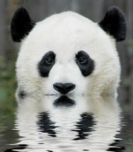 开心一笑！各种各样的熊猫囧照