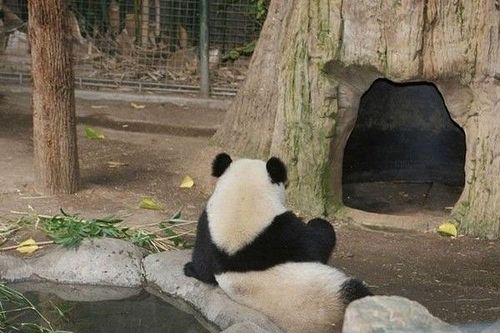 开心一笑！各种各样的熊猫囧照