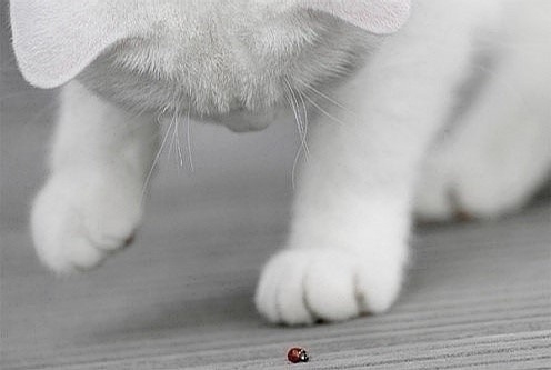 萌猫盘点 触动你的心