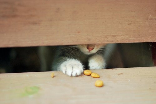 萌猫盘点 触动你的心