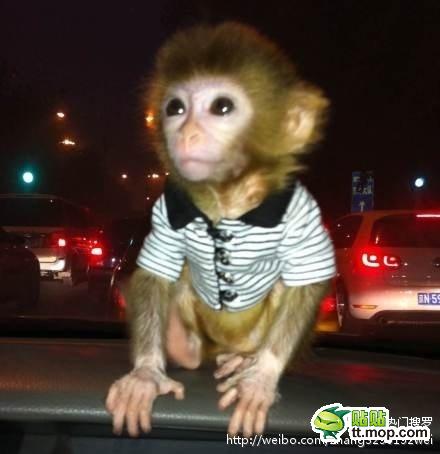 能买猴子当宠物 人类已经无法阻止网购了