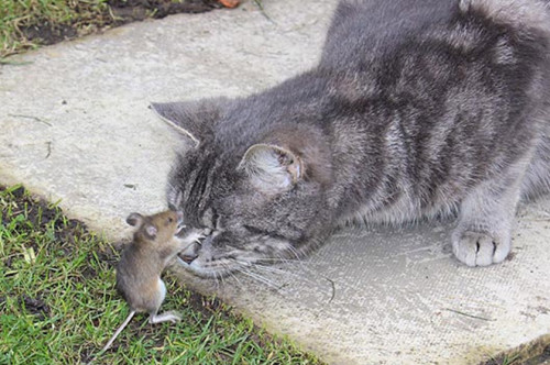 大胆老鼠“欺负”猫