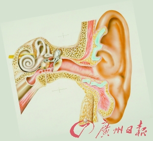 耳蜗纵切面图片
