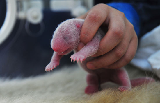 今年全球首对双胞胎熊猫宝宝诞生