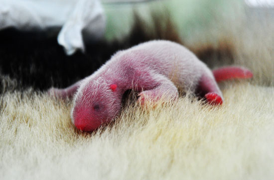 今年全球首对双胞胎熊猫宝宝诞生