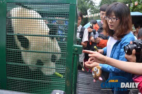 汶川地震寄养云南大熊猫返乡